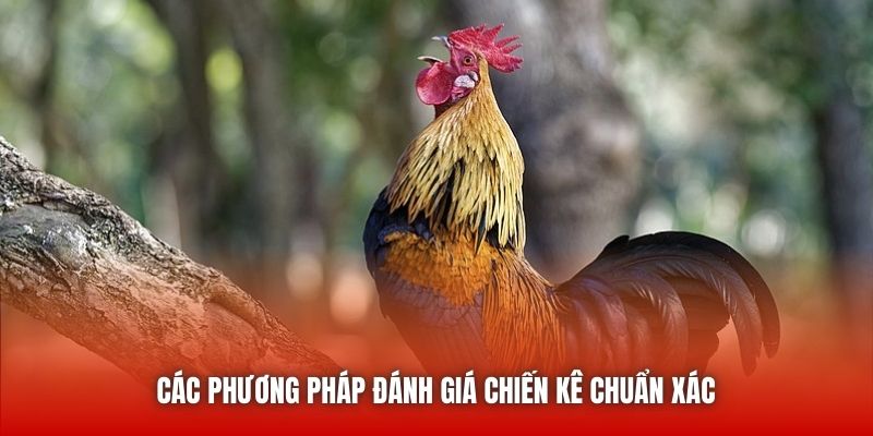 Các phương pháp đánh giá chiến kê chuẩn xác 