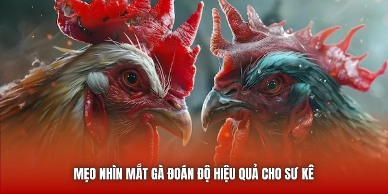 Mẹo nhìn mắt gà đoán độ hiệu quả cho sư kê